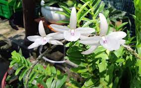 Người mua, bán lan đột biến phải nộp thuế thế nào?