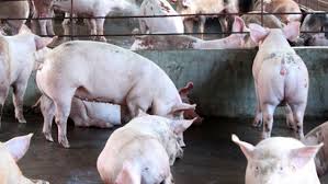 Sử dụng chất cấm trong chăn nuôi bị phạt đến 160 triệu đồng